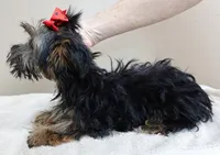 3 lbs 2 ozs  male sale 2 , a male Yorkshire Terrier for sale in Colcord, OK – Photo 4 of 10