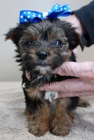 Bali, a male Yorkshire Terrier for sale in Colcord, OK – Photo 6 of 10