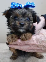 Bali, a male Yorkshire Terrier for sale in Colcord, OK – Photo 4 of 10