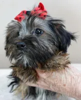 3 lbs 2 ozs  male sale 2 , a male Yorkshire Terrier for sale in Colcord, OK – Photo 6 of 10