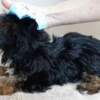 male sale 5, a male Yorkshire Terrier for sale in Colcord, OK – Photo 5 of 10