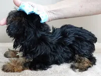 black face, a male Yorkshire Terrier for sale in Colcord, OK – Photo 4 of 10