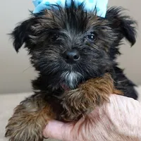 male sale 5, a male Yorkshire Terrier for sale in Colcord, OK – Photo 8 of 10