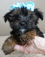 black face, a male Yorkshire Terrier for sale in Colcord, OK – Photo 8 of 10