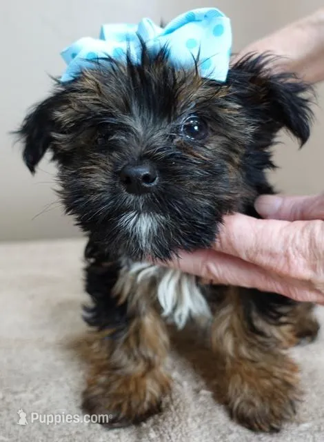 TINY black face, a male Yorkshire Terrier for sale in Colcord, OK – Photo 1 of 10