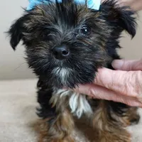 male sale 5, a male Yorkshire Terrier for sale in Colcord, OK – Photo 3 of 10