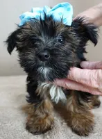 black face, a male Yorkshire Terrier for sale in Colcord, OK – Photo 7 of 10
