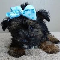 male sale 5, a male Yorkshire Terrier for sale in Colcord, OK – Photo 2 of 10