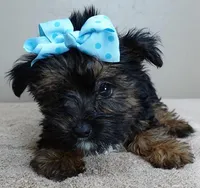 black face, a male Yorkshire Terrier for sale in Colcord, OK – Photo 2 of 10