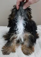 3 lbs 2 ozs  male sale 2 , a male Yorkshire Terrier for sale in Colcord, OK – Photo 3 of 10