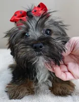 3 lbs 2 ozs  male sale 2 , a male Yorkshire Terrier for sale in Colcord, OK – Photo 2 of 10