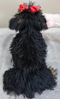 2 lbs 11 ozs  RARE black face male sale 5, a male Yorkshire Terrier for sale in Colcord, OK – Photo 10 of 10
