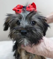 3 lbs 2 ozs  male sale 2 , a male Yorkshire Terrier for sale in Colcord, OK – Photo 7 of 10