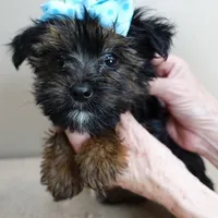 male sale 5, a male Yorkshire Terrier for sale in Colcord, OK – Photo 4 of 10