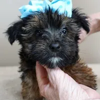 male sale 5, a male Yorkshire Terrier for sale in Colcord, OK – Photo 7 of 10