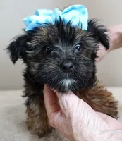 black face, a male Yorkshire Terrier for sale in Colcord, OK – Photo 6 of 10