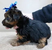 Bali, a male Yorkshire Terrier for sale in Colcord, OK – Photo 7 of 10
