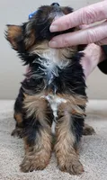 Bali, a male Yorkshire Terrier for sale in Colcord, OK – Photo 9 of 10