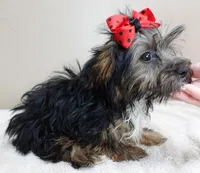 3 lbs 2 ozs  male sale 2 , a male Yorkshire Terrier for sale in Colcord, OK – Photo 5 of 10