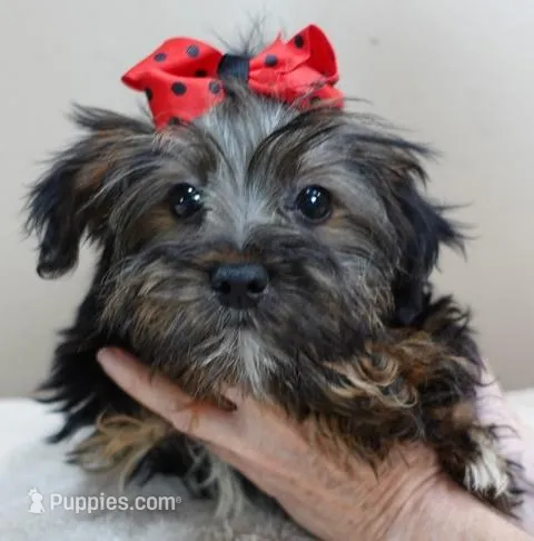 3 lbs 2 ozs  male sale 2  – Yorkshire Terrier puppy for sale in Colcord, OK