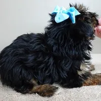 male sale 5, a male Yorkshire Terrier for sale in Colcord, OK – Photo 6 of 10