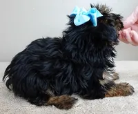 black face, a male Yorkshire Terrier for sale in Colcord, OK – Photo 5 of 10