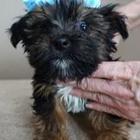 male sale 5, a male Yorkshire Terrier for sale in Colcord, OK – Photo 1 of 10