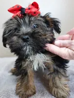 2 lbs 11 ozs  RARE black face male sale 5, a male Yorkshire Terrier for sale in Colcord, OK – Photo 9 of 10