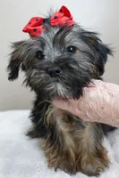 3 lbs 2 ozs  male sale 2 , a male Yorkshire Terrier for sale in Colcord, OK – Photo 9 of 10