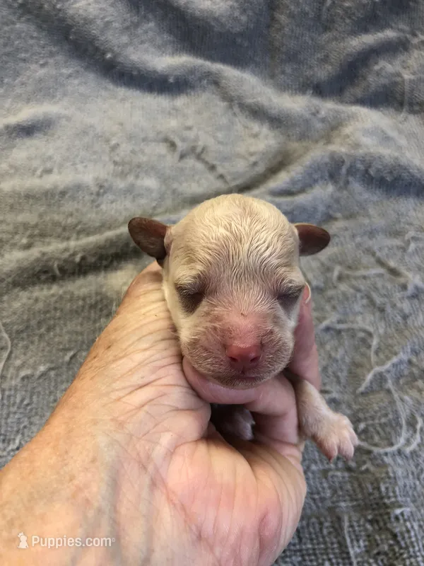 Teddy – Poodle - Toy  puppy for sale in Colcord, OK