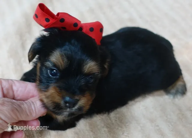 Peyton – Yorkshire Terrier puppy for sale in Colcord, OK