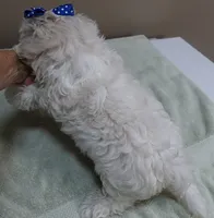 Bogie, a male Maltese for sale in Colcord, OK – 9 of 10