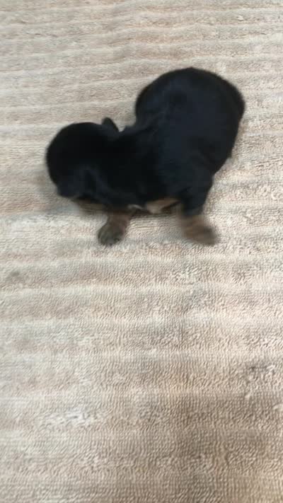 Oakley, a male Yorkshire Terrier for sale in Colcord, OK – 9 of 9