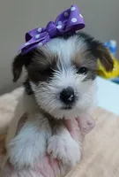 Panda , a female Yorkshire Terrier for sale in Colcord, OK – 10 of 10