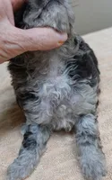 Merle Stanley 1 lb 12 ozs, a male Poodle - Toy  for sale in Colcord, OK – 5 of 10