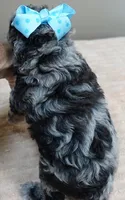 Merle Stanley 1 lb 12 ozs, a male Poodle - Toy  for sale in Colcord, OK – 9 of 10