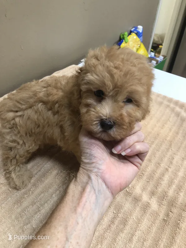Loki dark red – Poodle - Toy  puppy for sale in Colcord, OK