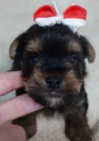 Moose, a male Yorkshire Terrier for sale in Colcord, OK – 2 of 10