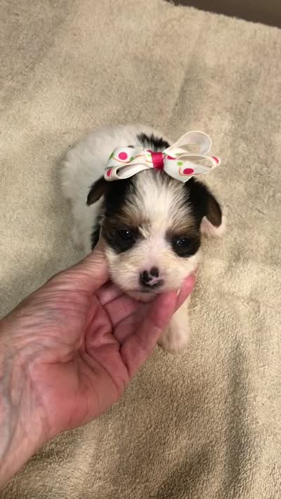 Tiny Bunny 1 lb 4 ozs, a female Yorkshire Terrier for sale in Colcord, OK – 10 of 10