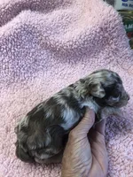 Ledger APRI, a male Poodle - Toy  for sale in Colcord, OK – 4 of 9