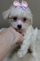 Olivia 1.4 lbs, a female Maltipoo for sale in Colcord, OK – 8 of 10