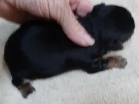 Moose, a male Yorkshire Terrier for sale in Colcord, OK – 4 of 9
