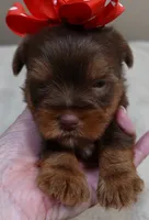 Samson, a male Yorkshire Terrier for sale in Colcord, OK – 7 of 10