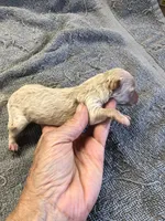Teddy, a male Poodle - Toy  for sale in Colcord, OK – 4 of 8