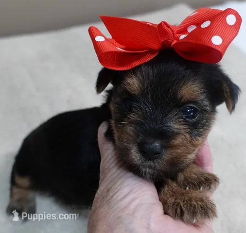 Ziggy 1 lb 5 ounces – Yorkshire Terrier puppy for sale in Colcord, OK