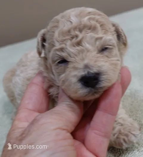 Fern  – Maltipoo puppy for sale in Colcord, OK
