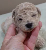 Fern , a female Maltipoo for sale in Colcord, OK – 1 of 10