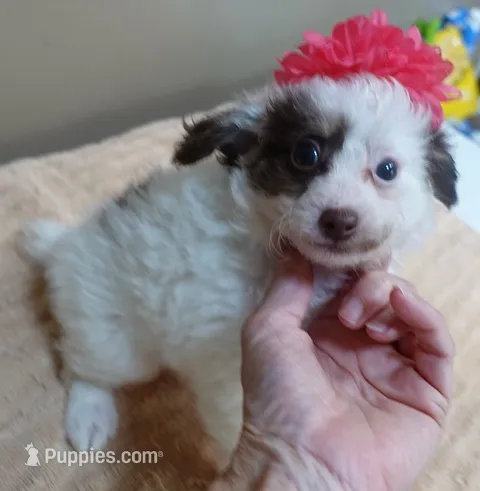Maggie mae chocolate parti – Poodle - Toy  puppy for sale in Colcord, OK