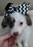 one more week , a female Poodle - Toy  for sale in Colcord, OK – 8 of 10