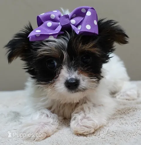 TEACUP Claire aka the joker 1.2 lbs  – Yorkshire Terrier puppy for sale in Colcord, OK
